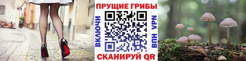 Псилоцибиновые грибы GOLDEN TEACHER Бежецк